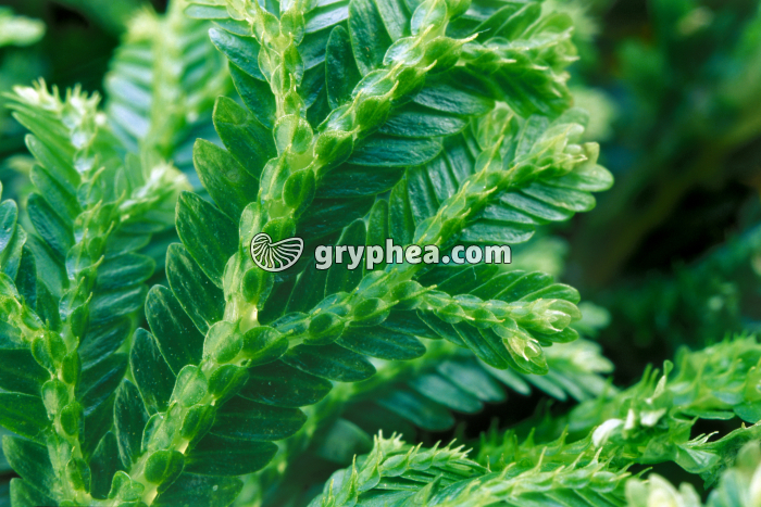 Selaginelle (détail) - gryphea.org